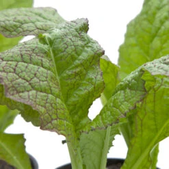 Mustard Giant Red Greens Seeds (Organic) -Brandt Sales snv8061 web