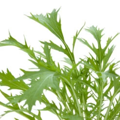 Organic Greens, Mustard Mizuna (1/4 Lb) 9 Organic Greens, Mustard Mizuna (1/4 Lb) -Brandt Sales snv8062 web 1