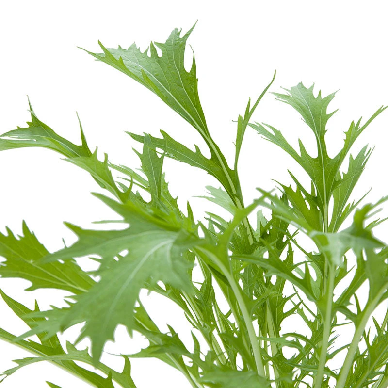 Organic Greens, Mustard Mizuna (1/4 Lb) 6 Organic Greens, Mustard Mizuna (1/4 Lb) - Image 4