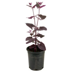Organic Orach, Red (1 Oz) 9 Organic Orach, Red (1 Oz) -Brandt Sales snv8064 web2 1