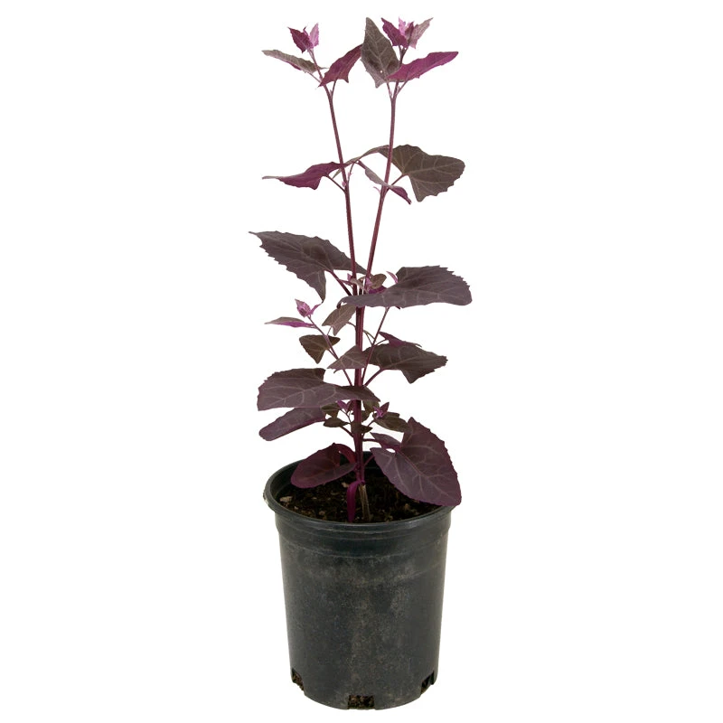 Organic Orach, Red (1 Oz) 6 Organic Orach, Red (1 Oz) - Image 4