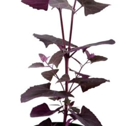 Organic Orach, Red (1 Oz) 8 Organic Orach, Red (1 Oz) -Brandt Sales snv8064 web 1