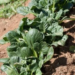 Mustard Tatsoi Greens Seeds (Organic) -Brandt Sales snv8065