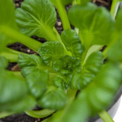 Mustard Tatsoi Greens Seeds (Organic) -Brandt Sales snv8065 web