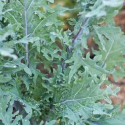 Red Russian Kale Seeds (Organic) -Brandt Sales snv8070 b