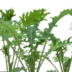 Red Russian Kale Seeds (Organic) -Brandt Sales snv8070 web