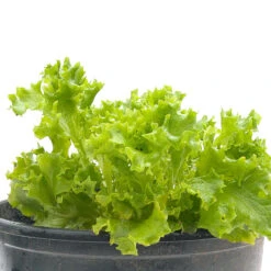 Organic Lettuce, Tango (1/4 Lb) -Brandt Sales snv8075 web 1