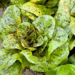 Freckles Lettuce Seeds (Organic) -Brandt Sales snv8078 a 2