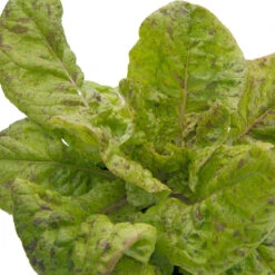 Freckles Lettuce Seeds (Organic) -Brandt Sales snv8078 web 1