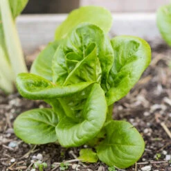Mesclun Spicy Mix Greens Seeds (Organic) -Brandt Sales snv8079 14 2 1
