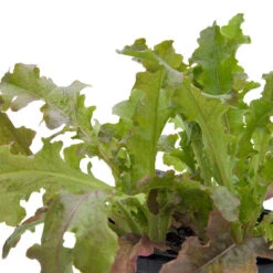 Red Salad Bowl Lettuce Seeds (Organic) -Brandt Sales snv8093 web