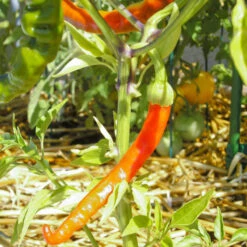 Hot Cayenne Slim Pepper Seeds (Organic) -Brandt Sales snv8119