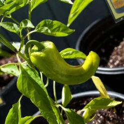 Marconi Red Sweet Pepper Seeds (Organic) -Brandt Sales snv8126 web2