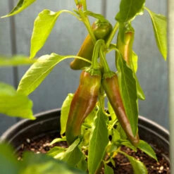 Hot New Mexico Joe Parker Pepper Seeds (Organic) -Brandt Sales snv8127 web2