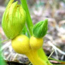 Big Max Pumpkin Seeds (Organic) -Brandt Sales snv8136 baby 1