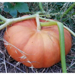 Cinderella Pumpkin Seeds (Organic) -Brandt Sales snv8137 1x 361f0c40 6c7b 434e 9f38 61a1efa0cf08