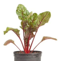 Organic Chard, Red Ruby (1/4 Lb) -Brandt Sales snv8165 web 2