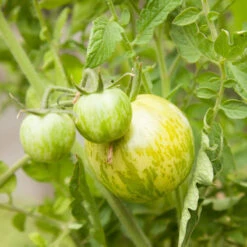 Green Zebra Tomato Seeds (Organic) 10 Green Zebra Tomato Seeds (Organic) -Brandt Sales snv8173 web