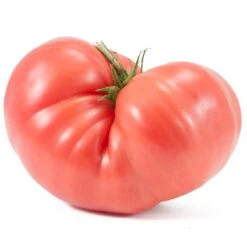 Prudens Purple Tomato Seeds (Organic) -Brandt Sales snv8193 2 1