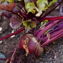 Bull's Blood Beet Seeds (Organic) -Brandt Sales snv8204 a 1