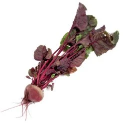 Bull's Blood Beet Seeds (Organic) -Brandt Sales snv8204 b