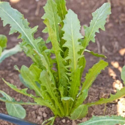 Chicory Catalogna Greens Seeds (Organic) -Brandt Sales snv8218 a 2