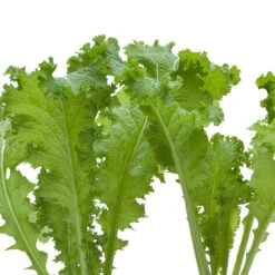 Mustard Southern Giant Curled Greens Seeds (Organic) -Brandt Sales snv8222 web