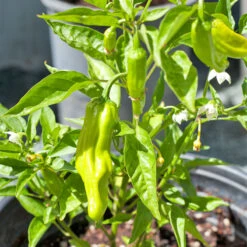 Italian Pepperoncini Seeds (Organic) 5 Italian Pepperoncini Seeds (Organic) -Brandt Sales snv8233 web