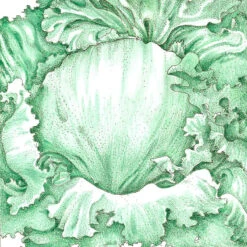 Iceberg Superior Lettuce Seeds (Organic) -Brandt Sales snv8273 a
