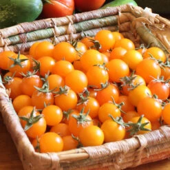 Gold Nugget Tomato Seeds (Organic) -Brandt Sales snv8277 web2