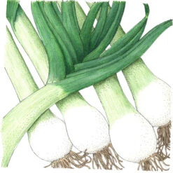 Varna Leek Seeds (Organic) -Brandt Sales snv8330 a
