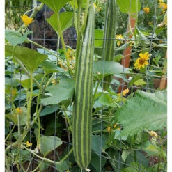 Striped Cucumber Seeds (Organic) -Brandt Sales snv8348 1x 39212a0e edb1 460b 86ca c58dcb7a638d