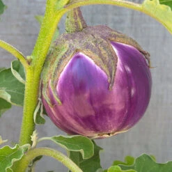 Rosa Bianca Eggplant Seeds (Organic) -Brandt Sales snv8350 web