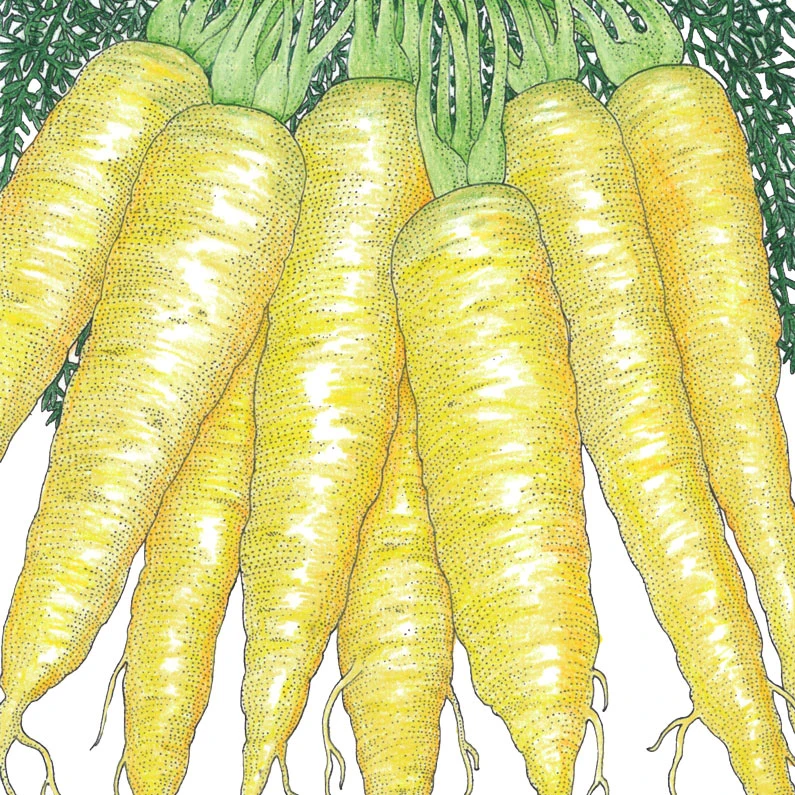 Solar Yellow Carrot Seeds (Organic) 4 Solar Yellow Carrot Seeds (Organic) - Image 2