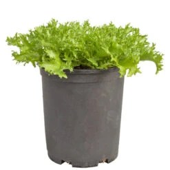 Organic Greens, Endive, Frisee (1/4 Lb) 9 Organic Greens, Endive, Frisee (1/4 Lb) -Brandt Sales snv8391 web 1