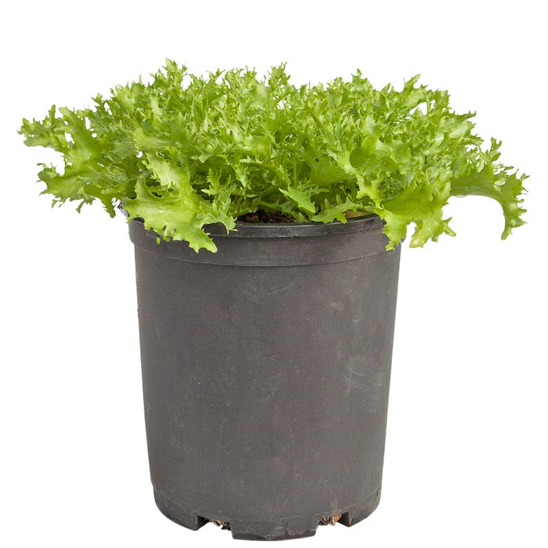 Organic Greens, Endive, Frisee (1/4 Lb) 6 Organic Greens, Endive, Frisee (1/4 Lb) - Image 4