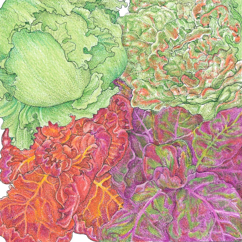 Garden Mix Lettuce Seeds (Organic) 4 Garden Mix Lettuce Seeds (Organic) - Image 2