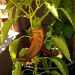 Anaheim Pepper Seeds (Organic) -Brandt Sales snv8405 web2
