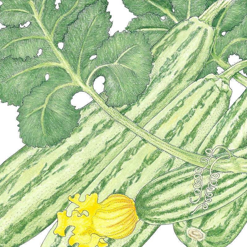 Cocozelle Summer Squash Seeds (Organic) 4 Cocozelle Summer Squash Seeds (Organic) - Image 2