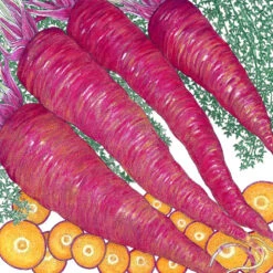 Dragon Carrot Seeds (Organic) -Brandt Sales snv8464 16 1