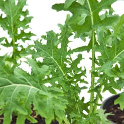 White Russian Kale Seeds (Organic) -Brandt Sales snv8471 web