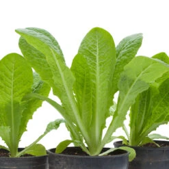 Romaine, Jericho Lettuce Seeds (Organic) 7 Romaine, Jericho Lettuce Seeds (Organic) -Brandt Sales snv8473 web