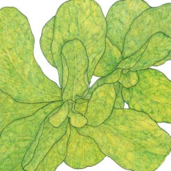 Mache Greens Seeds (Organic) -Brandt Sales snv8474 24 1