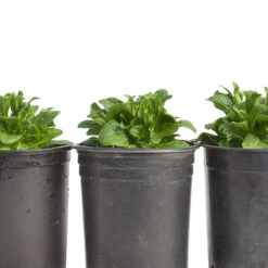 Mache Greens Seeds (Organic) -Brandt Sales snv8474 web2