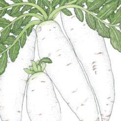 Daikon Radish Seeds (Organic) 6 Daikon Radish Seeds (Organic) -Brandt Sales snv8480 18 1