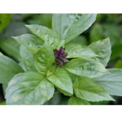 Organic Basil, Cinnamon (pack) -Brandt Sales snv8489 web 1
