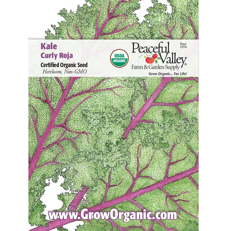 Curly Roja Kale Seeds (Organic) 4 Curly Roja Kale Seeds (Organic) - Image 2