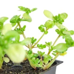 Organic Greens, Purslane (1 Oz) -Brandt Sales snv8507 web 1