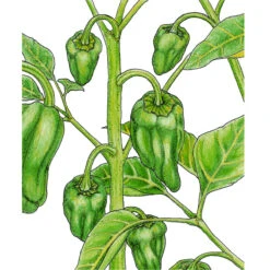 Padron Pepper Seeds (Organic) -Brandt Sales snv8523 web