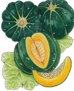 Noir Des Carmes Melon Seeds (Organic) -Brandt Sales snv8537 web